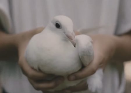 RESA + DEK – Biela holubica